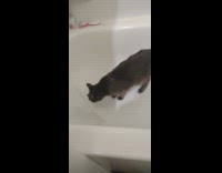 Pet gray cat inside bathroom bathtub