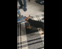 Puppy chase and bark vacuum cleaner rug