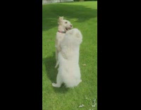 Two dogs hug play park pink collar