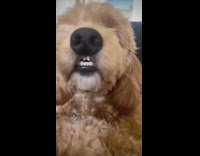 Dog smiles with gap between teeth
