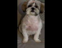 Dog got new haircut and has hairtie 