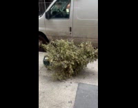 Used Christmas tree abandoned on sidewalk