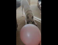 big white dog afraid of pink balloon