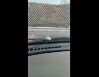 Small mouse run up the car windshield