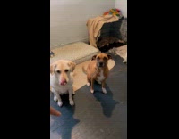 Woman training dogs not to do resource guarding