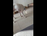 Dog chases light reflection on the floor