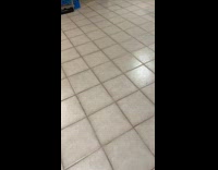 Cat jumps away when owner throws plushy part 2