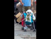 Poodle on stroller wearing sunglasses