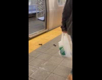 Two abandoned butt plugs at subway station