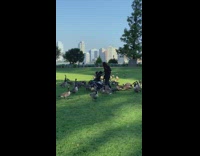 Girl baby stroller surrounded by brown geese 