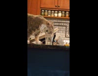 Gray cat lick drink water from glass