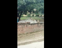 Monkeys sit on brick wall and rocks