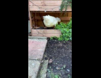 Duck climbs herb garden and got stuck