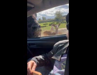 Man gives bread to buffalo drive thru