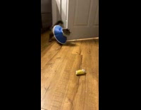 Collab BitchMP - Cat Cant Get Toy Because of Neck Brace