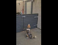 Dog excited to visit and see friend