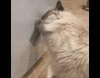 Cat bites magnet card off fridge
