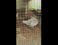 Grey brown chicken pecks blue grabber egg 