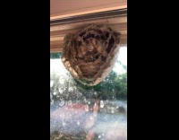 Hornet nest glass window sees the inside