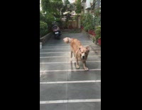 Golden retriever dog runs crooked outside car