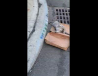 Dead grey animal on box 