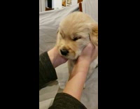 Woman massage gently head of brown puppy