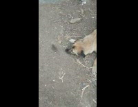 Brown dog play with mouse on ground