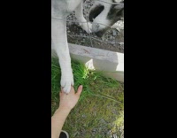 Guy feeds large grey dog grass fence