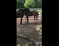 Two brown horses lick groom each other 