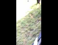 Black cat outside the tent plays with filmer