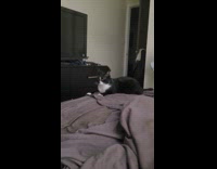 Cat on bed try to catch fly