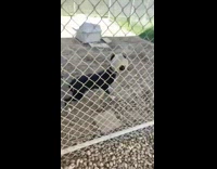 Pet dog with a ball stuck on its head