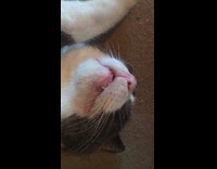Filmer films teeth of asleep pet cat