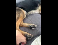 Dog kicks hoomans hand away