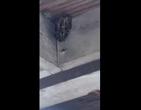 Guy sprays hornets nest fail