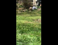 Small brown dog squeaky toy ball grass