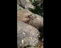 Brown green frog bumpy skin rock pond 