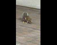 Squirrel runs inside clothing store lady peanut