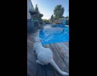 Dogs playing ball by the pool