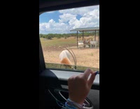 Oryx eats food pellets on the ground
