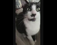 Compilation black white cat meows around house 