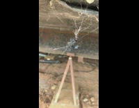 Black widow spider wraps up other spider in web