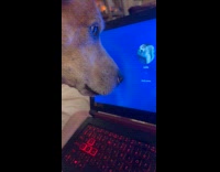 Dog howling sees photo at laptop screen