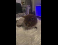 Cat in sweater sits on the pillow