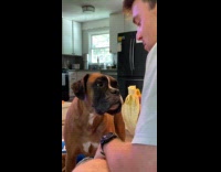 ALREADY SUBMITTED - Dog crying actual tears when not given bananas 
