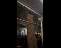 Collab WINY - Rat shares pizza crust with another rat