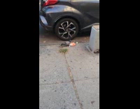 Collab WINY - Pigeon peck leftover food plate on street