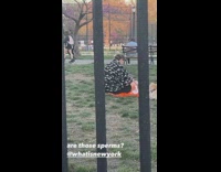 Woman Wearing Tadpole or Sperm Pattern Reads Book in Park