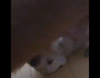 Brown dog walks with its puppy feeding underneath it. 