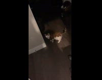 Cat swearing at woman 